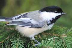 Poecile atricapillus