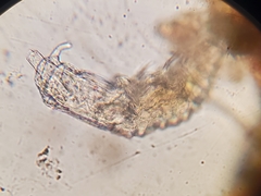 Dissotrocha aculeata