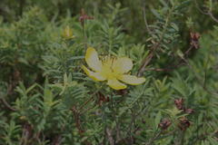 Hypericum revolutum revolutum