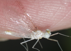 Maccaffertium terminatum