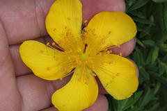 Hypericum revolutum revolutum