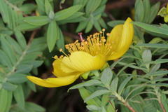 Hypericum revolutum revolutum