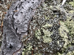 Baeomyces placophyllus