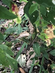 Norvellina chenopodii