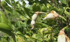 Myrmecocystus melliger