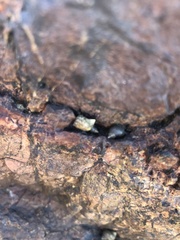 Littorina saxatilis