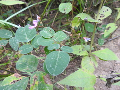 Desmodium marilandicum