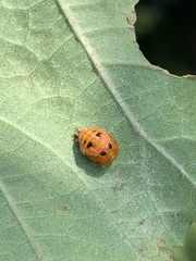 Harmonia axyridis