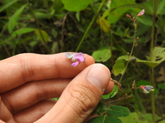 Desmodium marilandicum