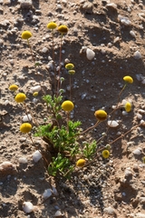 Cotula pedicellata