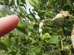 Myrmecocystus melliger