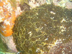 Exallosorus harveyanus