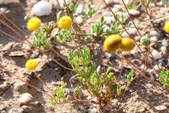 Cotula pedicellata