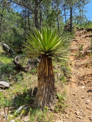 Yucca carnerosana