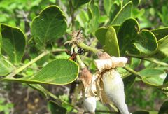 Myrmecocystus melliger