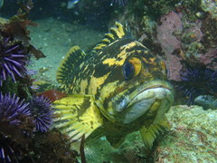 Sebastes chrysomelas