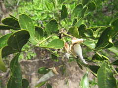 Myrmecocystus melliger