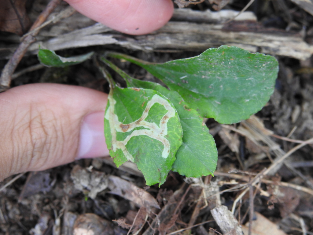 Ophiomyia coniceps