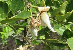 Myrmecocystus melliger