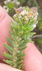 Phylica ericoides ericoides