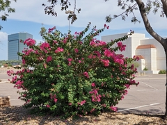 Bougainvillea