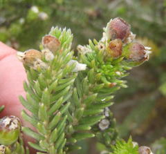 Phylica ericoides ericoides