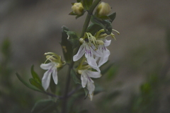 Teucrium bicolor