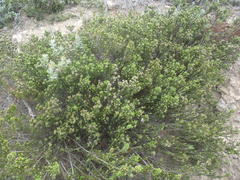 Phylica ericoides ericoides