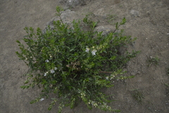 Teucrium bicolor