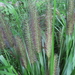 Chinese Pennisetum - Photo (c) Chuck Cantley, some rights reserved (CC BY-NC)