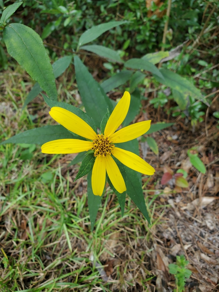woodland sunflower from Tallahassee, FL 32312, USA on September 11