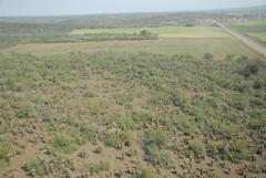 Aloe marlothii marlothii
