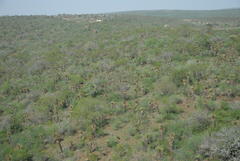 Aloe marlothii marlothii