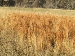 Andropogon glomeratus