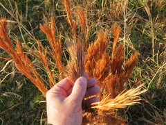 Andropogon glomeratus
