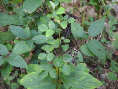 Desmodium marilandicum