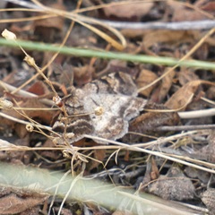 Selidosema pyrenaearia