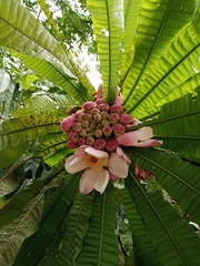 Gustavia angustifolia