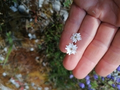 Heliosperma alpestre