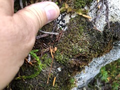 Psoroma hypnorum