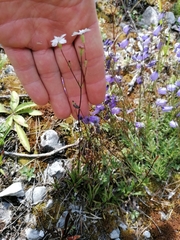 Heliosperma alpestre
