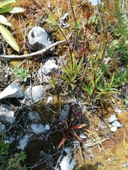 Heliosperma alpestre