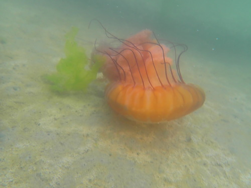 Pacific Sea Nettle, photo 8 of 9