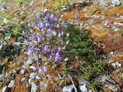 Campanula cespitosa