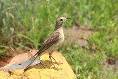 Anthus vaalensis vaalensis