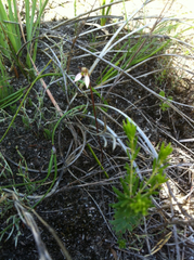 Eriochilus cucullatus