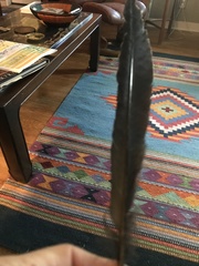 Geococcyx californianus