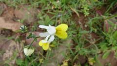 Nemesia ligulata