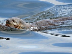 Lontra canadensis