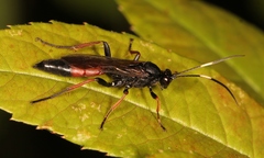 Stenichneumon culpator